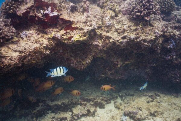 Oahu Scuba Diving | Honolulu Scuba Company