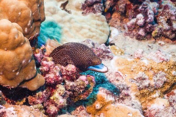 Oahu Scuba Diving | Honolulu Scuba Company