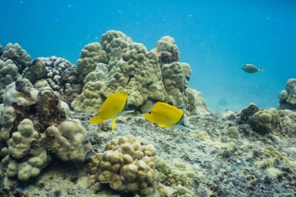 Oahu Scuba Diving | Honolulu Scuba Company