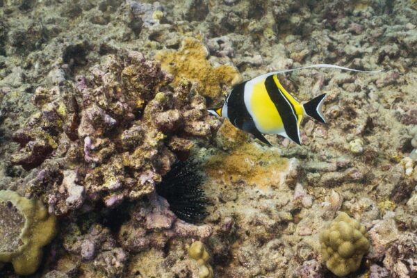 Oahu Scuba Diving | Honolulu Scuba Company