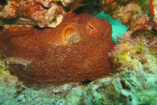 Oahu Scuba Diving | Honolulu Scuba Company