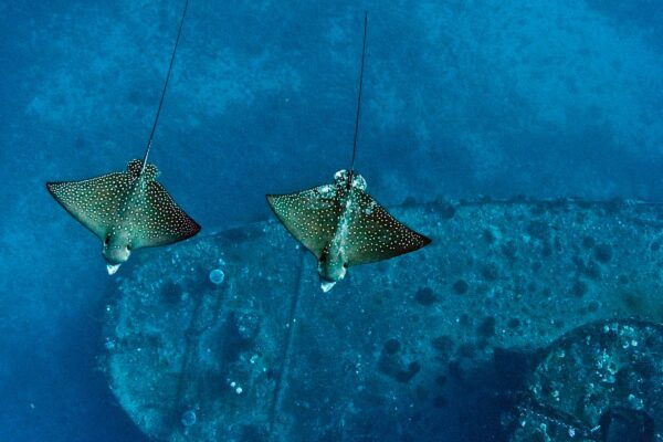 Oahu Scuba Diving | Honolulu Scuba Company