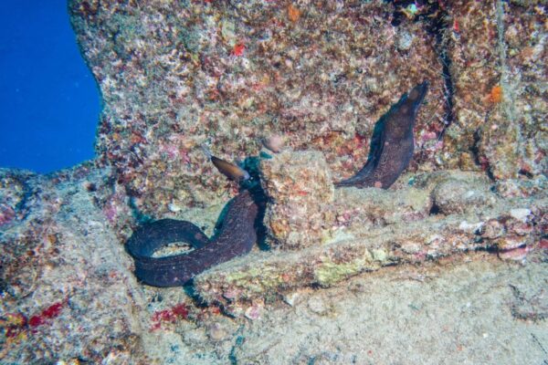 Oahu Scuba Diving | Honolulu Scuba Company