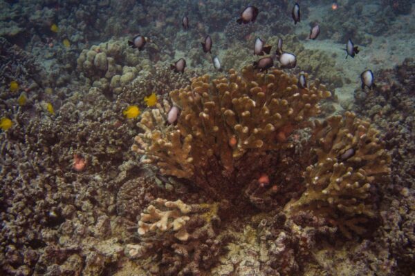 Oahu Scuba Diving | Honolulu Scuba Company