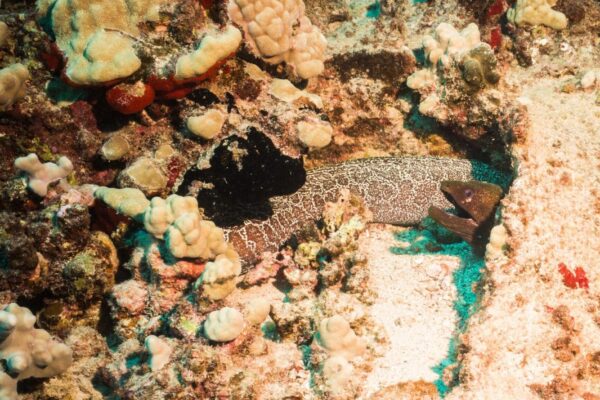Oahu Scuba Diving | Honolulu Scuba Company