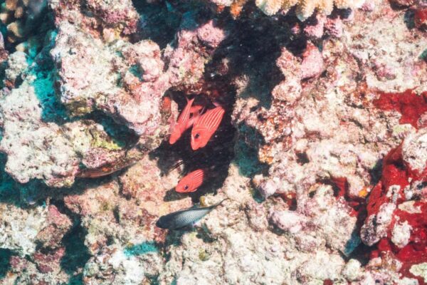 Oahu Scuba Diving | Honolulu Scuba Company