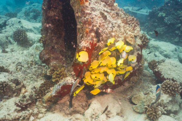 Oahu Scuba Diving | Honolulu Scuba Company
