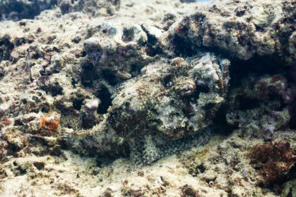 Oahu Scuba Diving | Honolulu Scuba Company