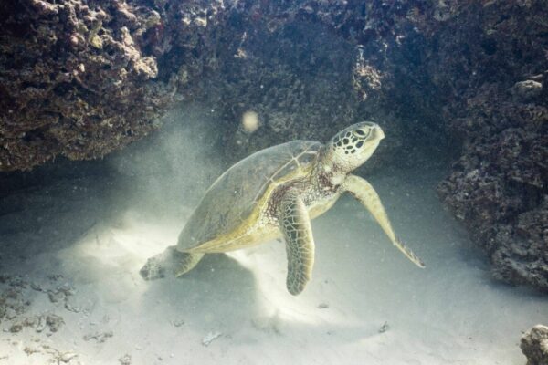 Oahu Scuba Diving | Honolulu Scuba Company