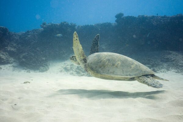 Oahu Scuba Diving | Honolulu Scuba Company