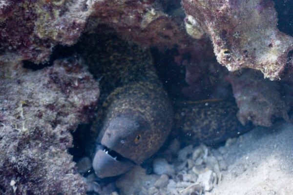 Oahu Scuba Diving | Honolulu Scuba Company