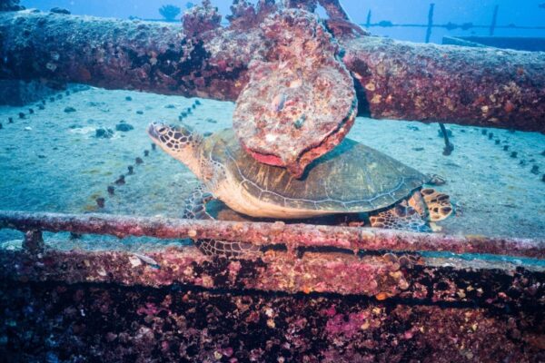 Oahu Scuba Diving | Honolulu Scuba Company