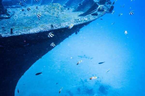 Oahu Scuba Diving | Honolulu Scuba Company