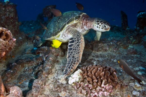 Oahu Scuba Diving | Honolulu Scuba Company