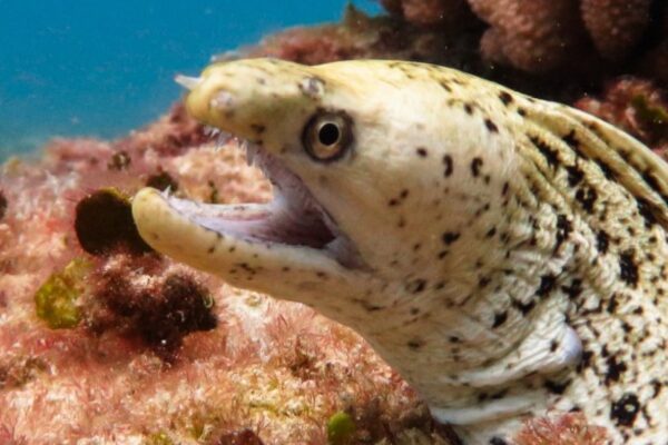 Oahu Scuba Diving | Honolulu Scuba Company