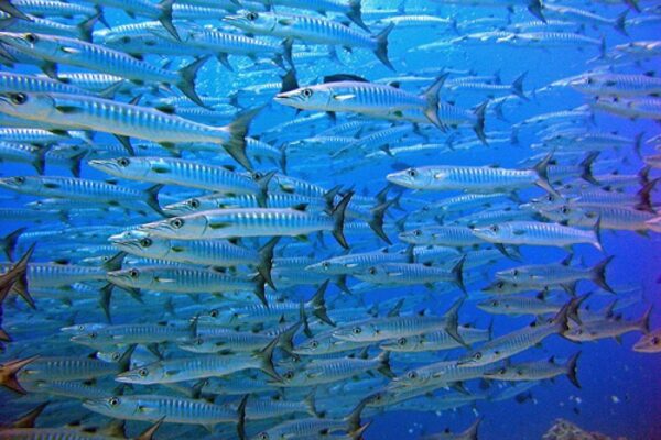 Oahu Scuba Diving | Honolulu Scuba Company