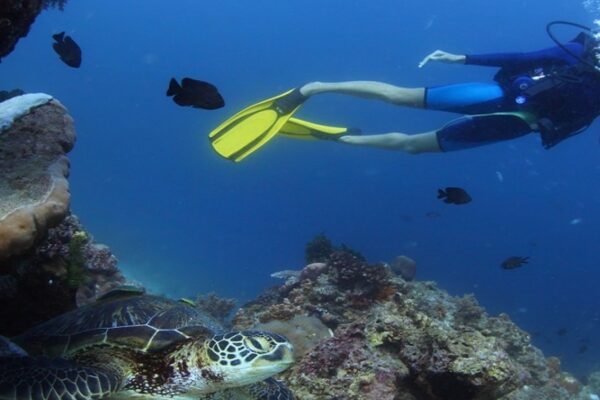 Oahu Scuba Diving | Honolulu Scuba Company