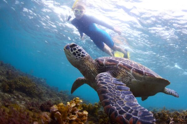Oahu Scuba Diving | Honolulu Scuba Company