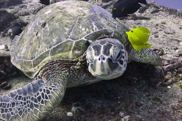 Oahu Scuba Diving | Honolulu Scuba Company
