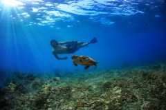 hawaii dive tours