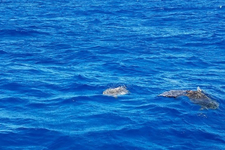 turtles next to the dive boat